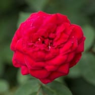 Kashmir-Rose 