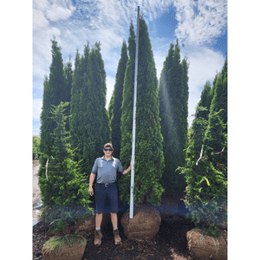 Emerald-Green-Arborvitae