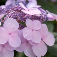 Twist-n-Shout®-Hydrangea