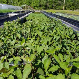 Hibiscus production -1