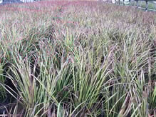 'Red-Baron'