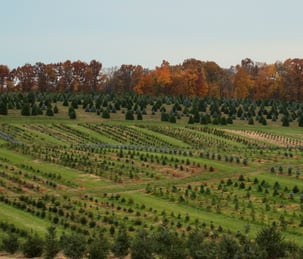 acorn-farms