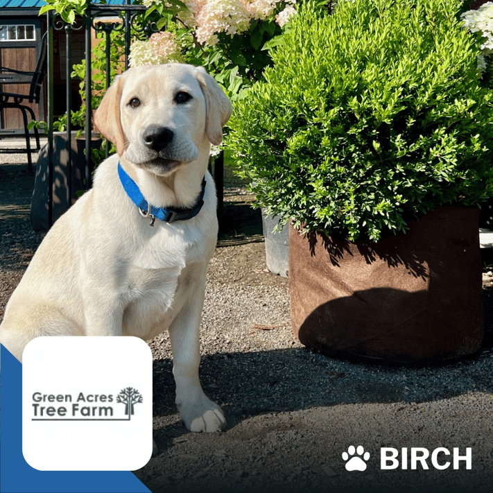 L_DogPhotos_GreenAcresTreeFarm_Birch_nameonly-1