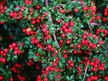 Coral Beauty Cotoneaster