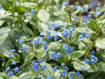 Brunnera macrophylla 'Jack Frost'