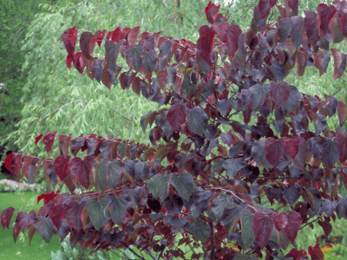 Cercis canadensis 'Forest Pansy'