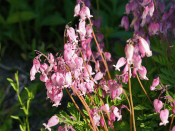 Dicentra eximia