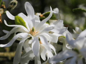 Magnolia stellata 'Royal Star'