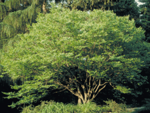 Carpinus caroliniana
