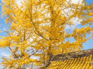 Ginkgo biloba 'Autumn Gold'