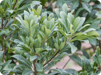 Myrica pensylvanica