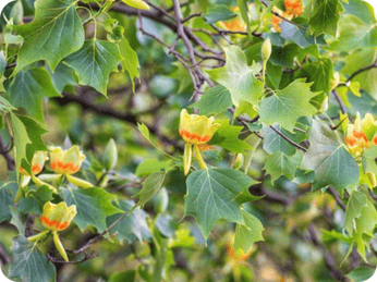 Liriodendron tulipifera
