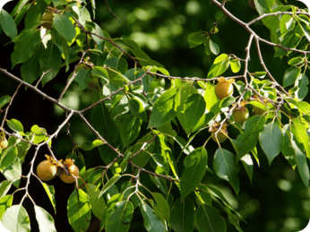 Diospyros virginiana