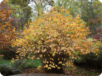 Corylus americana