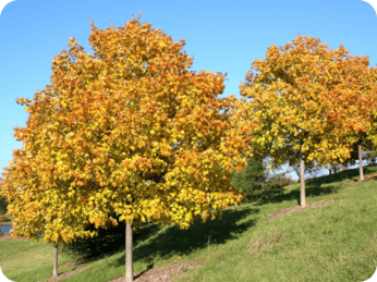 Acer saccharum 'Green Mountain'