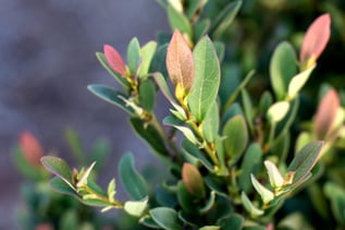  Coppertone Distylium 