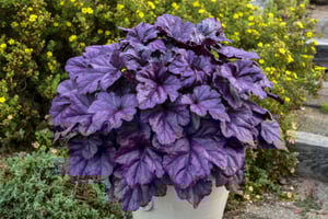 Heuchera x 'Wildberry'