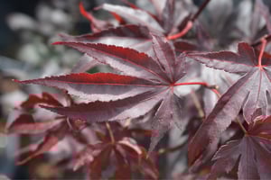 Bloodgood Japanese Maple