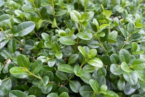 NewGen Freedom® Littleleaf Boxwood