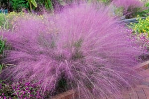 Pink Muhly Grass