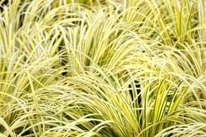 Golden Variegated Sweet Flag 