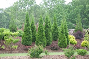 North Pole Arborvitae 