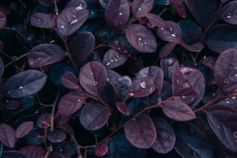 Purple Daydream® Dwarf Chinese fringe-flower