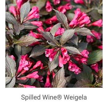 Spilled-Wine®-Weigela