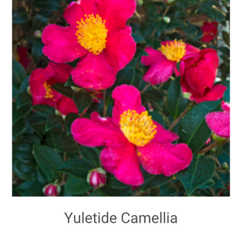 Camellia-sasanqua-'Yuletide'