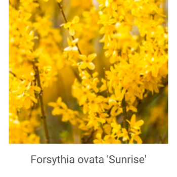 Forsythia-ovata-'Sunrise'