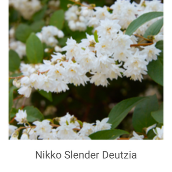 Deutzia-gracilis-'Nikko'