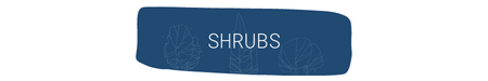 shrubs
