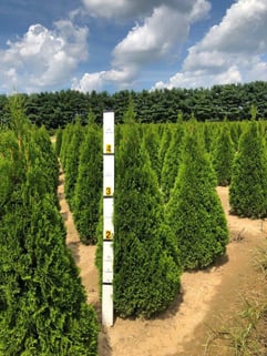 Thuja occidentalis Emerald Green 4 ft a