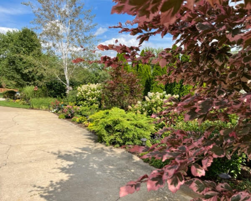 Cedar-Path-Nurseries