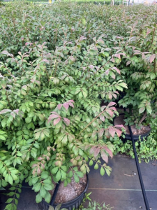 dwarf-burning-bush