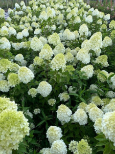 Hydrangea-Limelight