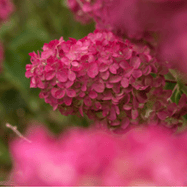 Berry-White®-Panicle-Hydrangea