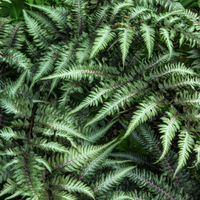 Japanese-Painted-Fern
