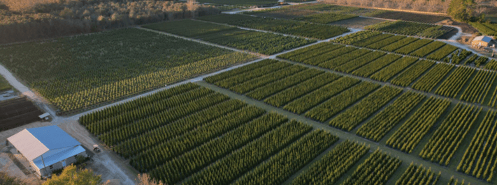Online Plant Sourcing