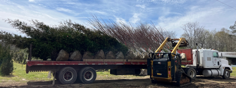 Online Plant Sourcing