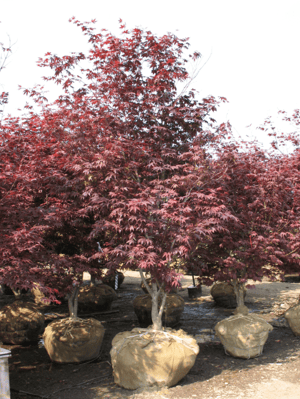 Acer palmatum 'Bloodgood'