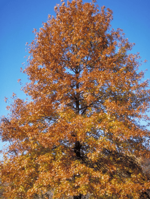 Quercus palustris