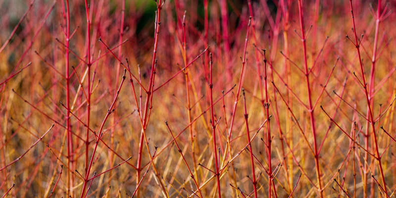 red-twig dogwood