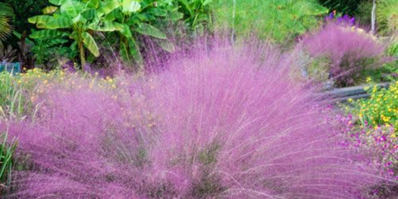 Muhlenbergia capillaris