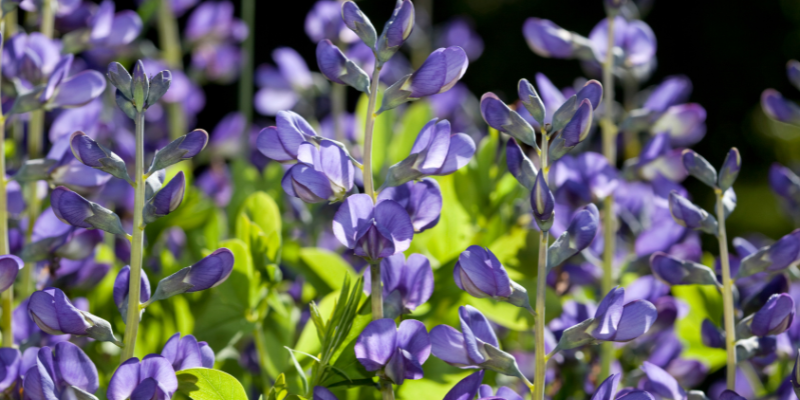 Baptisia australis