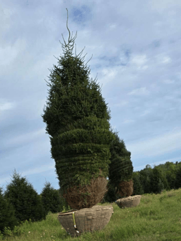 Norway Spruce
