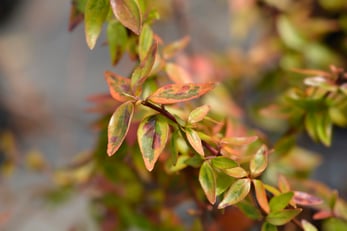 Abelia grandiflora 'Kaleidoscope'
