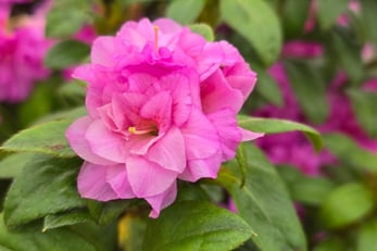 Rhododendron 'Roblezd'