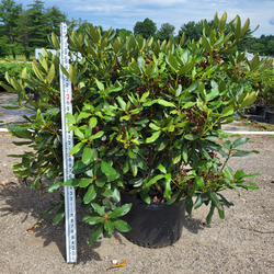 Roseum-Pink-Rhododendron