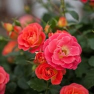 Coral-Cove-Rose